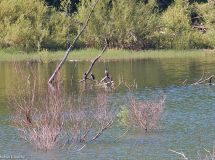 9 NSG Diemelsee